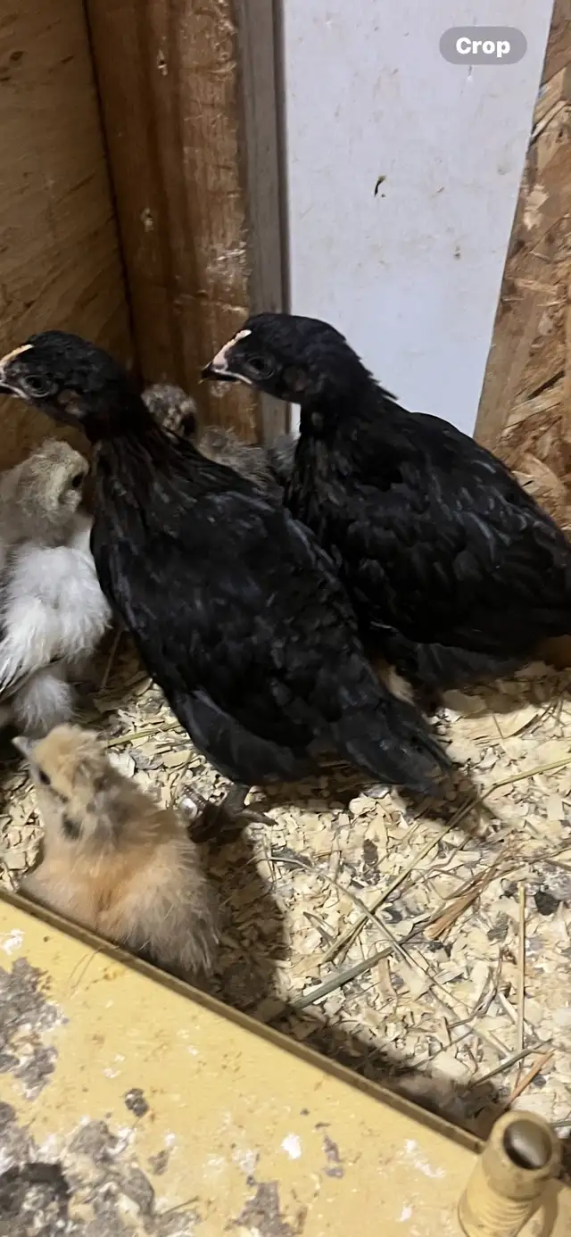 Black Star females  in Livestock in Yarmouth - Image 3