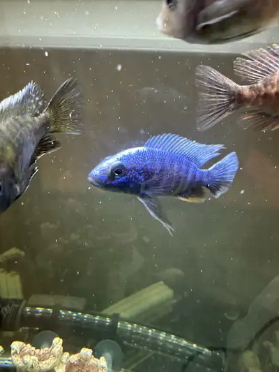 Cichlids Fish., View more