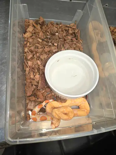 2024 sharp sunglow pair available (both are poss super hypo) male is the first picture and female 2n...