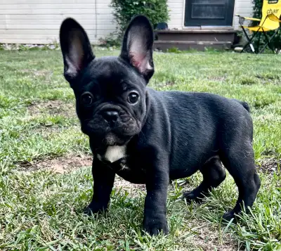French bulldog, View more