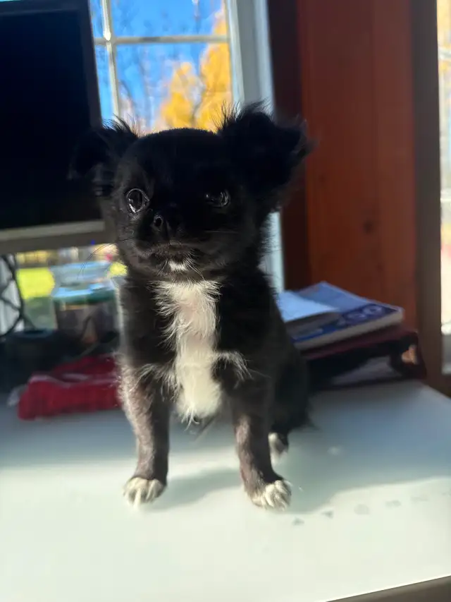Chihuahua Puppies in Dogs & Puppies for Rehoming in Gatineau - Image 2