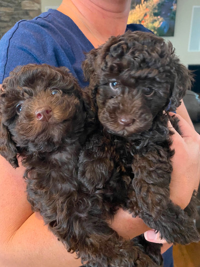 Registered Toy Poodle Puppies