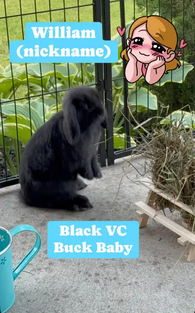 Purebred holland lop baby available for adoption, View more