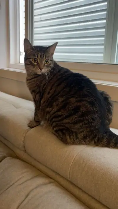 beautiful female cat for sale, View more