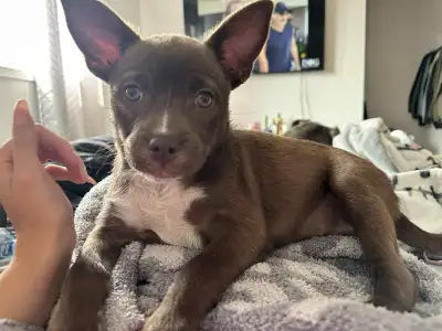 Adorable Female Chihuahua Cross Puppy Ready For Her Forever Home, View more