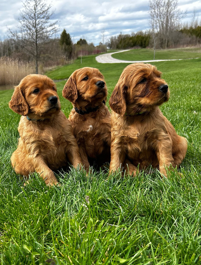Irish Setter puppies in Dogs & Puppies for Rehoming in Norfolk County - Image 2