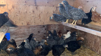 Egg Laying Chickens / Hens / chicks SEXED FEMALES