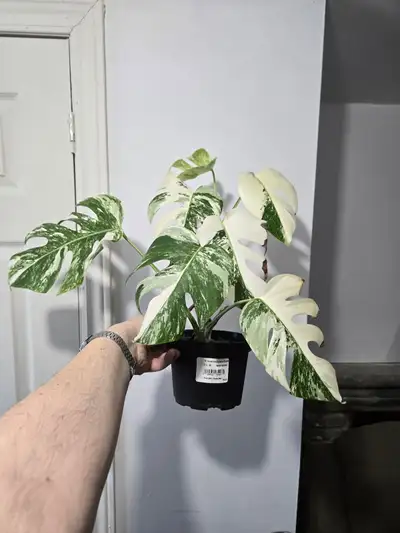 Monstera Albo, View more