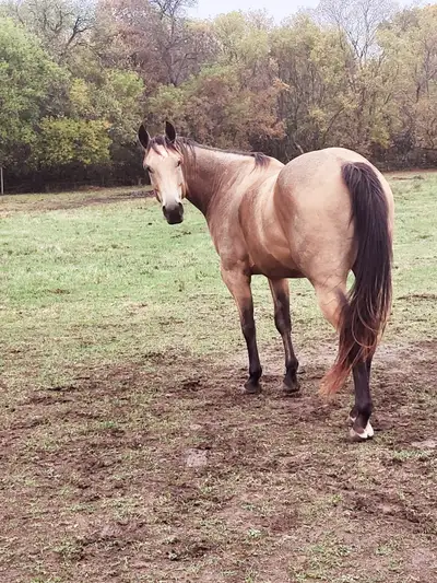 Gorgeous buckskin on a budget, View more