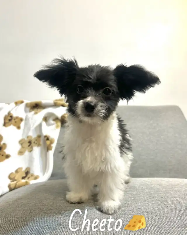 ❤️ Tiny Teddy Bears ❤️ in Dogs & Puppies for Rehoming in Edmonton - Image 5