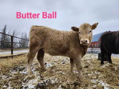 Meet ButterBall Charlois / Angus heifer Beautiful cow , was keeping to raise as her mom is our favor...