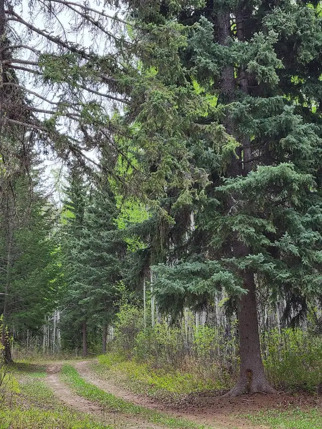 Vacant Land. in Land for Sale in Burns Lake - Image 3