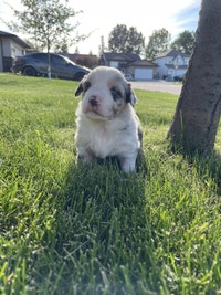 Miniature Australian shepherd