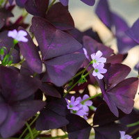 oxalis triangularis - purple shamrock - bulbs