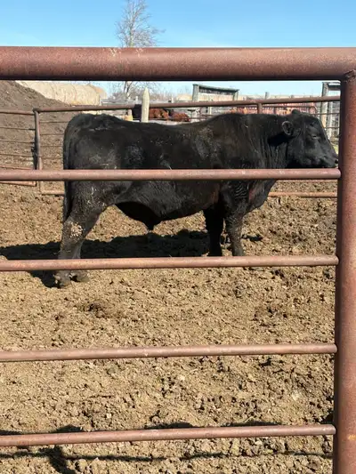 for sale: blk and red angus bulls, View more