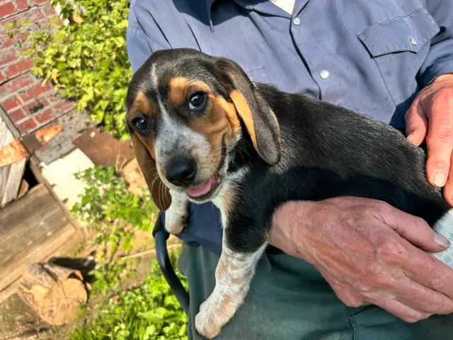 Beagle Puppies in Dogs & Puppies for Rehoming in Renfrew - Image 5