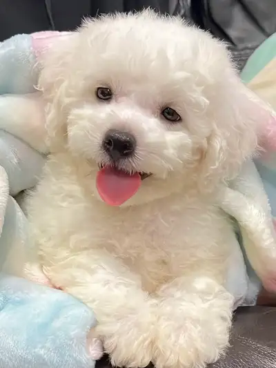 Adorable pure white Bichon Frise puppy boy available, View more