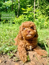 4 F1B Beautiful green eyed Female Cockapoo Puppies 2yr Health