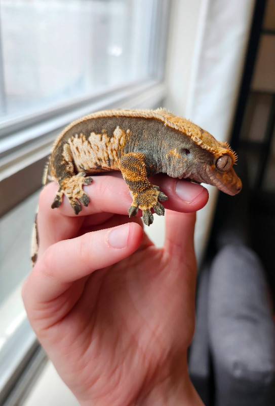 Whitewall Female Crested Gecko in Reptiles & Amphibians for Rehoming in Ottawa - Image 4