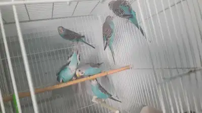 Budgies for sale, View more