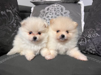 Purebred Pomeranian Puppies For Sale Barrie $2200