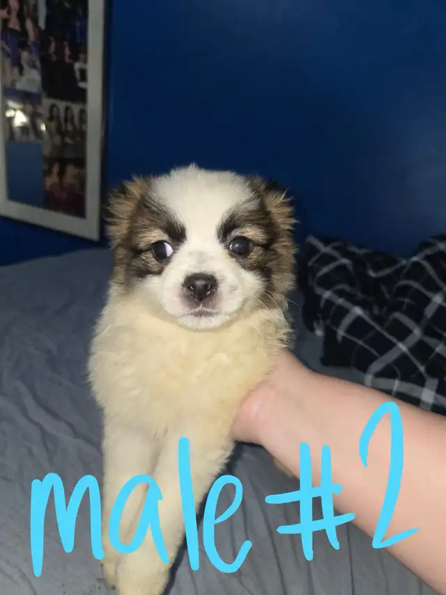 sweet puppies SELLING FAST in Dogs & Puppies for Rehoming in Calgary - Image 3