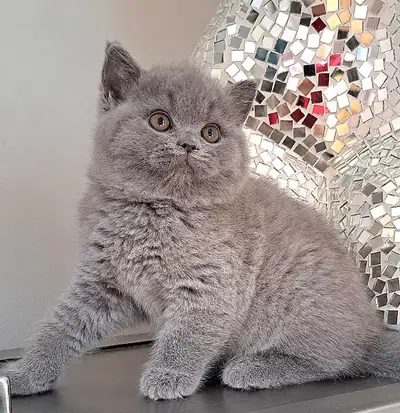 La Chatterie Elite British Cats BRITISH EMPIRE vous souhaite la bienvenue ! Si vous avez toujours rê...