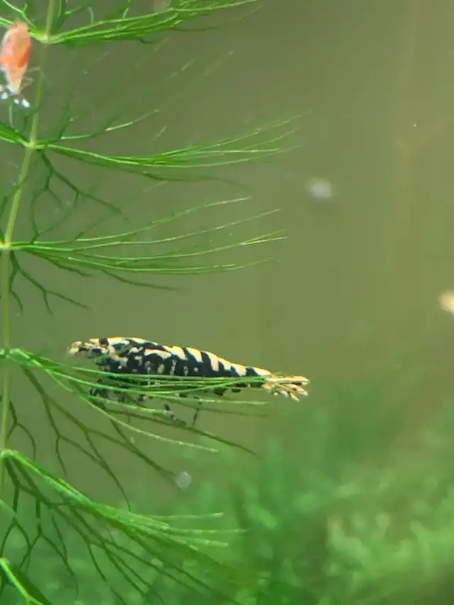 Fancy Black tiger Caridina SSS in Fish for Rehoming in City of Toronto - Image 4
