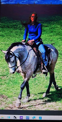 Double registered Connemara/German riding pony