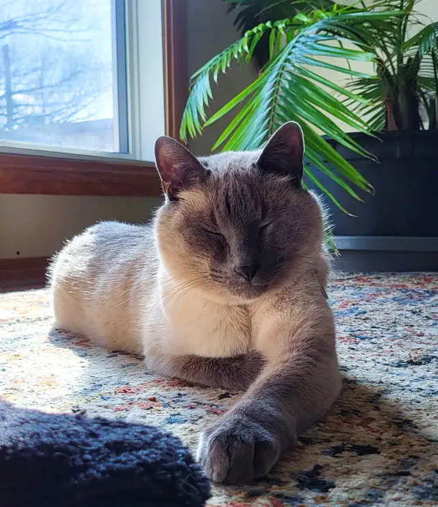 Rehoming 5.5 Year Old Male Siamese/Russian Blue in Cats & Kittens for Rehoming in Winnipeg - Image 9