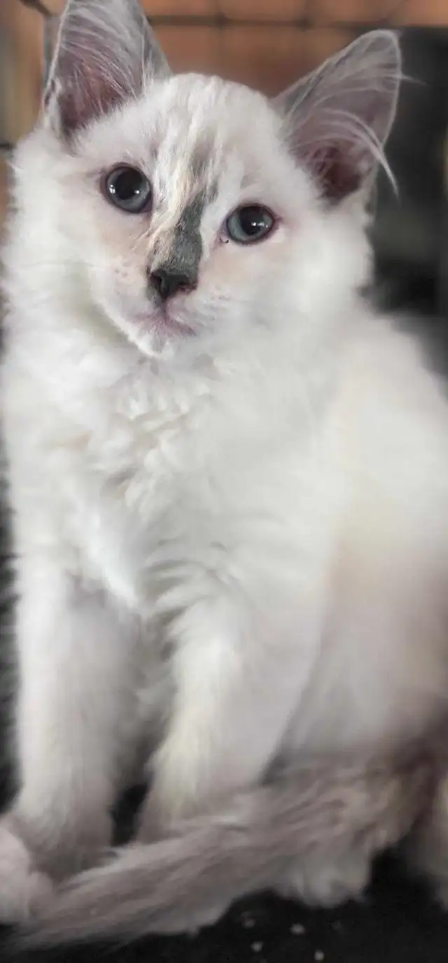 Siberian x Ragdoll kittens