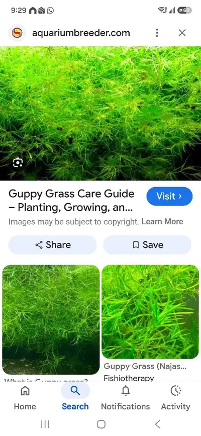 Floating aquarium plants , View more