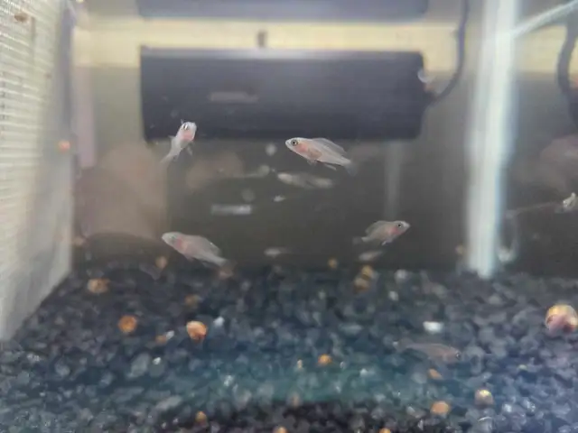 Rehoming Multies Shell Dweller Juveniles in Fish for Rehoming in Brantford - Image 4