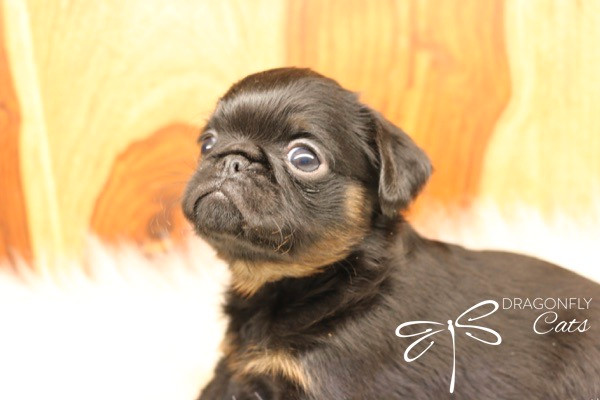 Griffon Bruxellois/ Brussel Griffon dans Chiens et chiots à adopter  à Laval/Rive Nord - Image 2