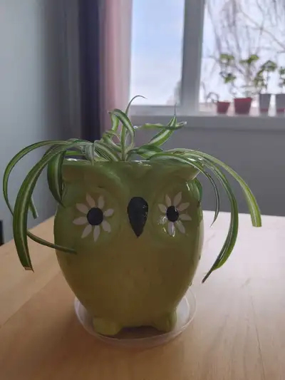 Curly spider plant in fancy owl ceramic planter, perfect  gift, View more