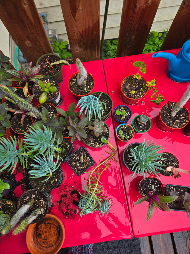 Fundraising sale in Plants, Fertilizer & Soil in Calgary - Image 3