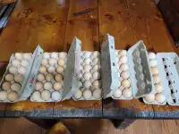 Farm fresh chicken eggs