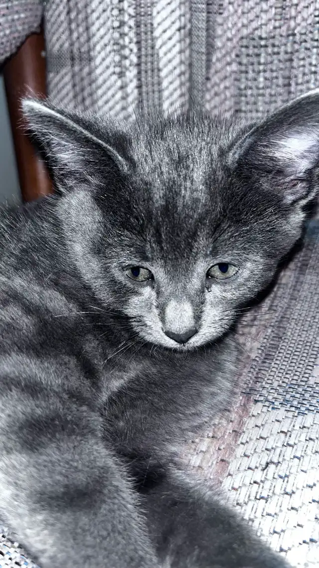 Male Black kitten with blue eyes  in Cats & Kittens for Rehoming in City of Montréal - Image 5