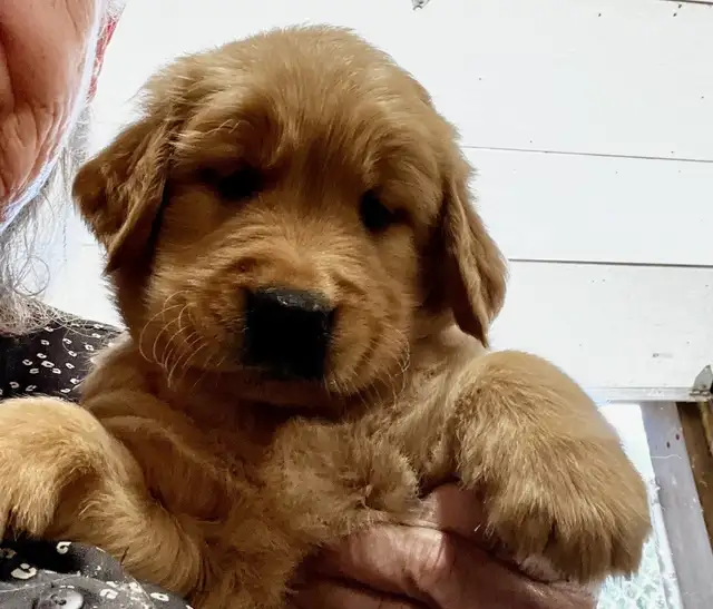 Chiot Golden Retriever prêts 19/07/25 CKC, OFA & ADN in Dogs & Puppies for Rehoming in Laval / North Shore - Image 4