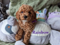 Beautiful poodle Rainbow 