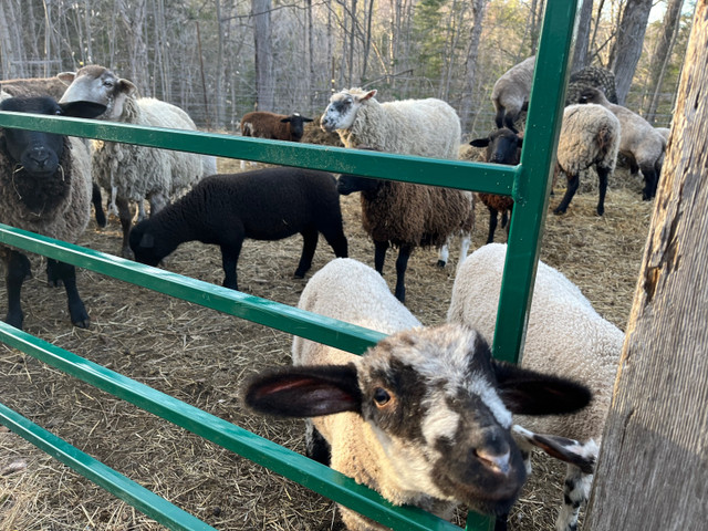 Replacement ewes  in Livestock in Renfrew - Image 2