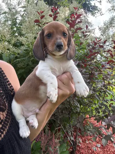 Chiots teckels miniatures vacciné, vermifugé, micropucé et, View more