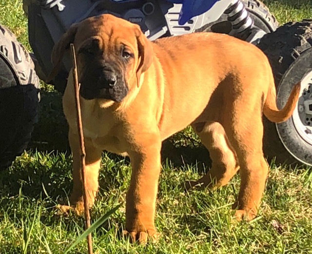 Mastiff Puppies - 1 BOY LEFT  in Dogs & Puppies for Rehoming in North Bay