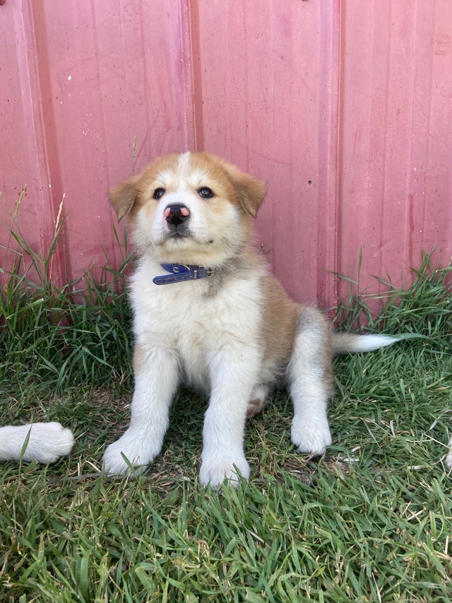 Japanese Akita cross puppies for adoption! Dogs & Puppies for