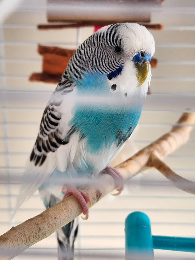 1 budgie with cage in Birds for Rehoming in Calgary - Image 3