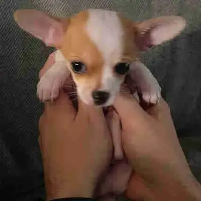 Chiot Chihuahua tête pomme, View more