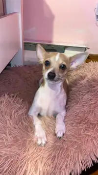 Pure Chihuahua pups Deer Head $500