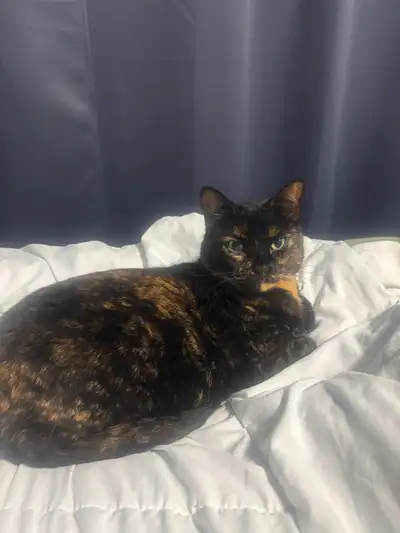 Beautiful Tortoiseshell Cat, View more