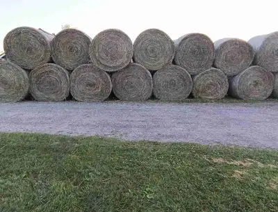 2025 - 1st cut - 5' Round grassy hay bales, no rain, View more