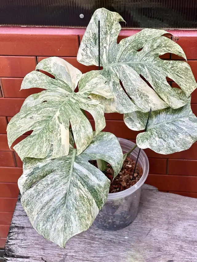 Promo on rooted wetstick monstera variegata in Plants, Fertilizer & Soil in City of Toronto - Image 10
